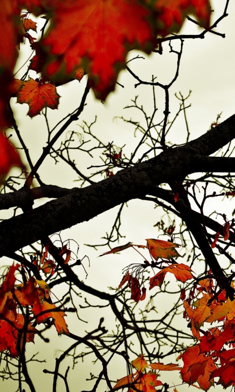 Screenshot №1 pro téma Autumn Branch 480x800