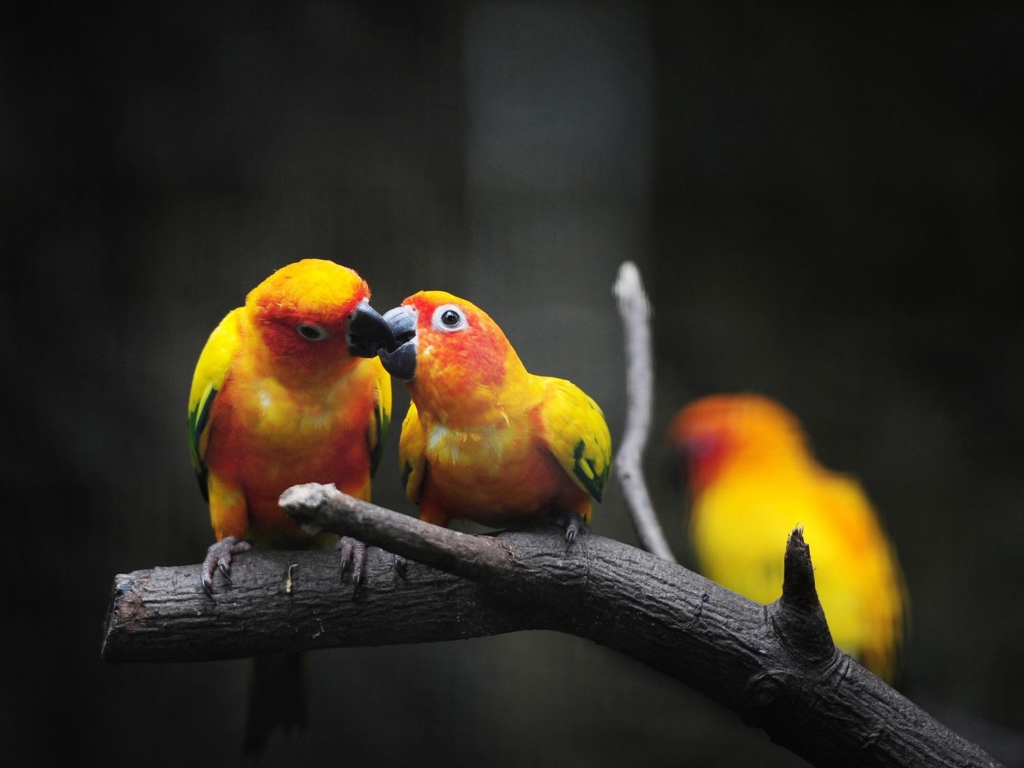 Sfondi Two Kissing Parrots 1024x768