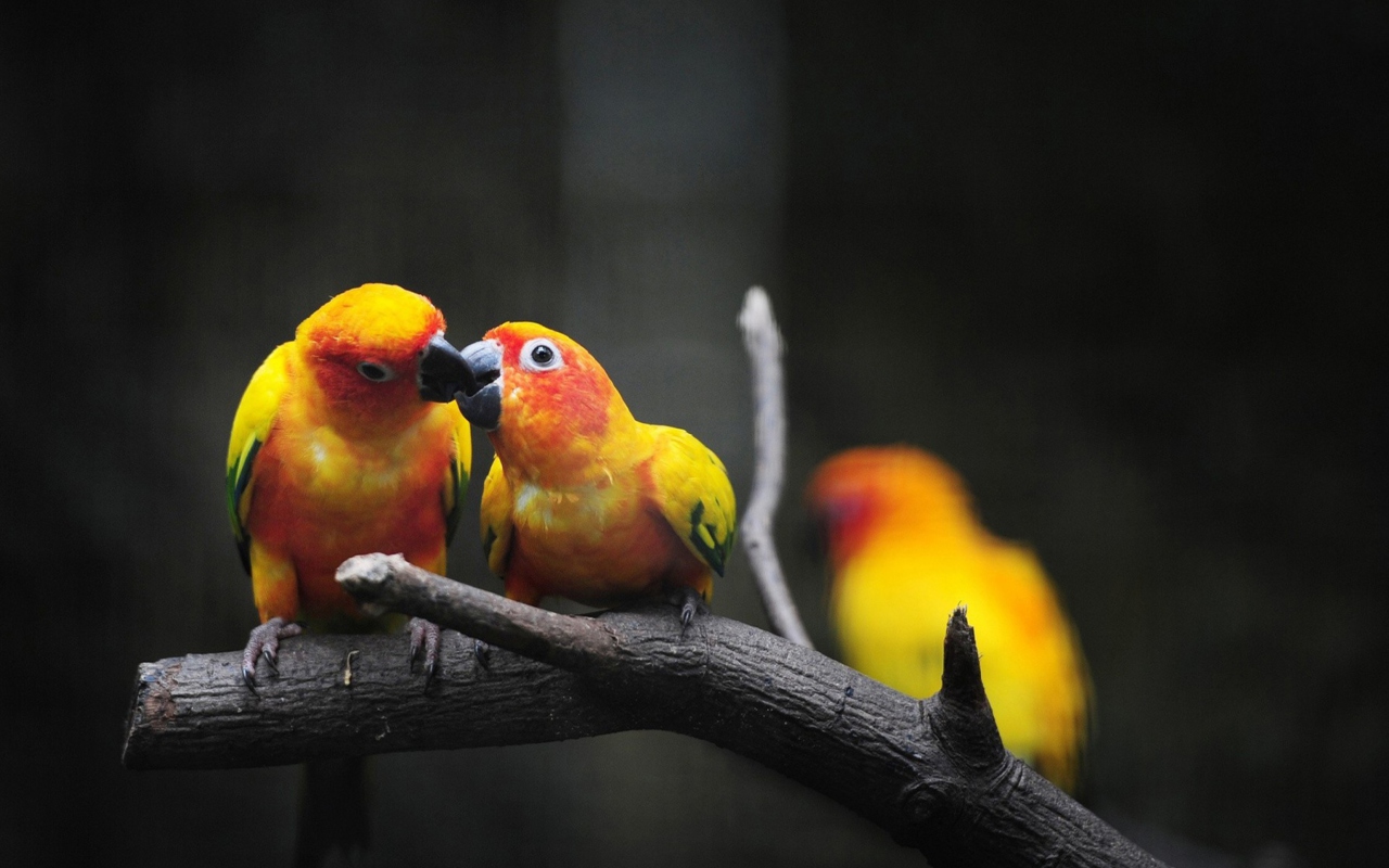 Screenshot №1 pro téma Two Kissing Parrots 1280x800