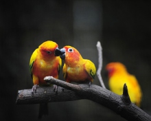 Screenshot №1 pro téma Two Kissing Parrots 220x176