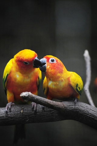 Two Kissing Parrots wallpaper 320x480