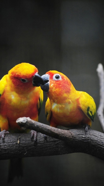 Обои Two Kissing Parrots 360x640