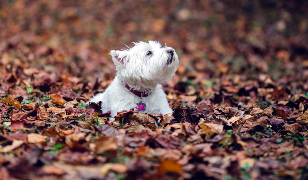 Das Dog Loves Autumn Wallpaper 1024x600
