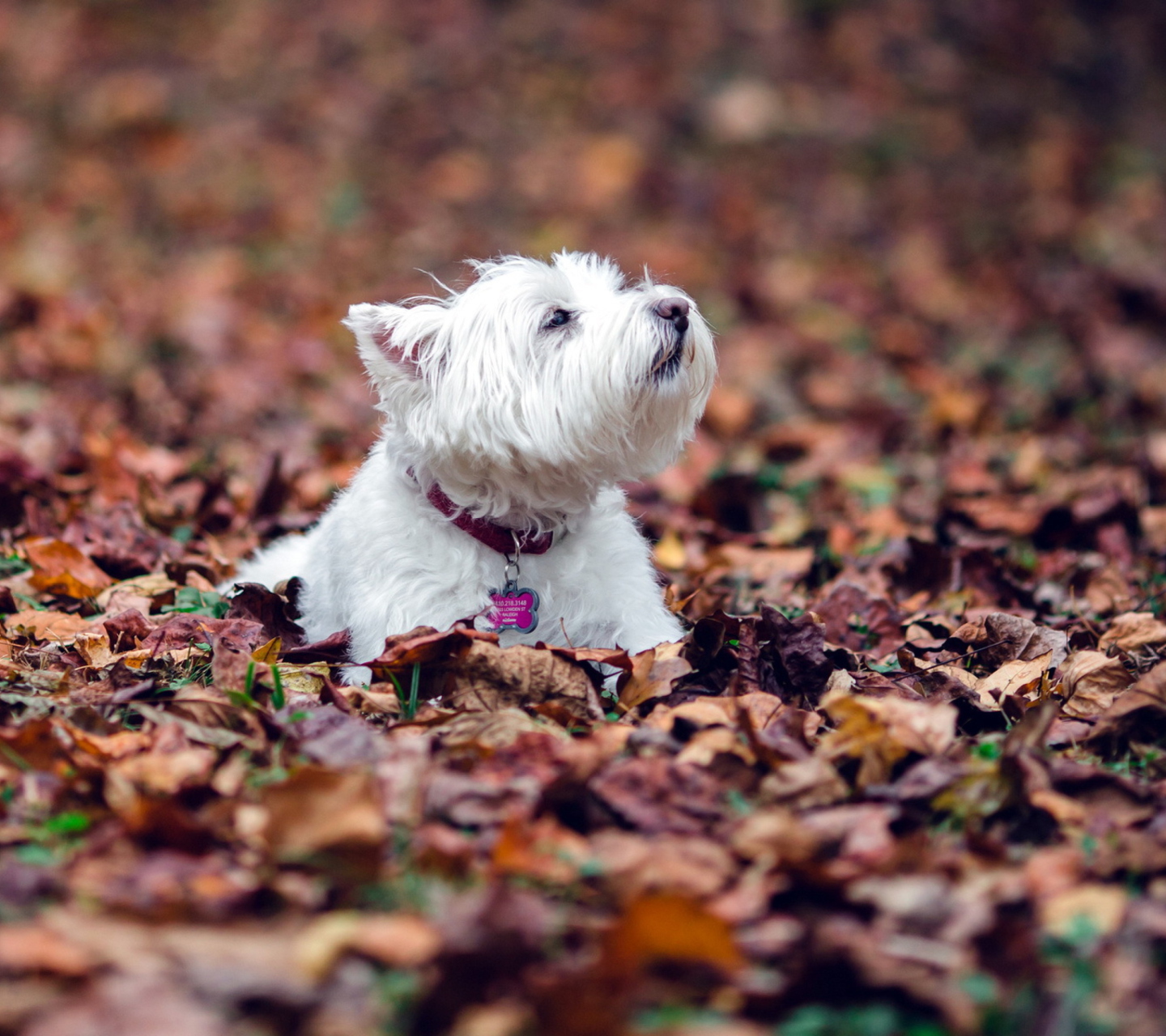 Dog Loves Autumn wallpaper 1440x1280