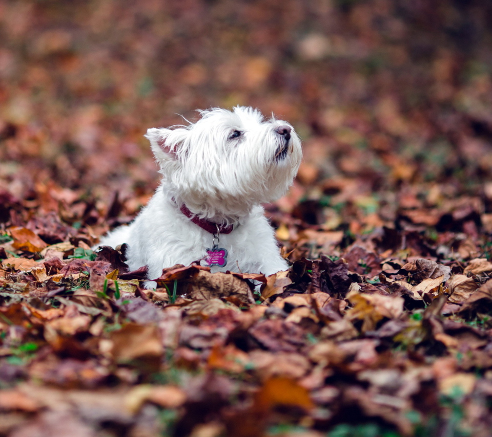 Fondo de pantalla Dog Loves Autumn 960x854