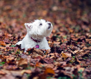 Kostenloses Dog Loves Autumn Wallpaper für 1024x1024