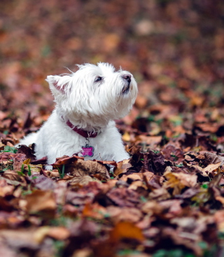 Dog Loves Autumn - Obrázkek zdarma pro iPhone 4