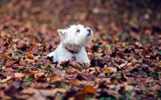 Dog Loves Autumn - Obrázkek zdarma pro 1366x768