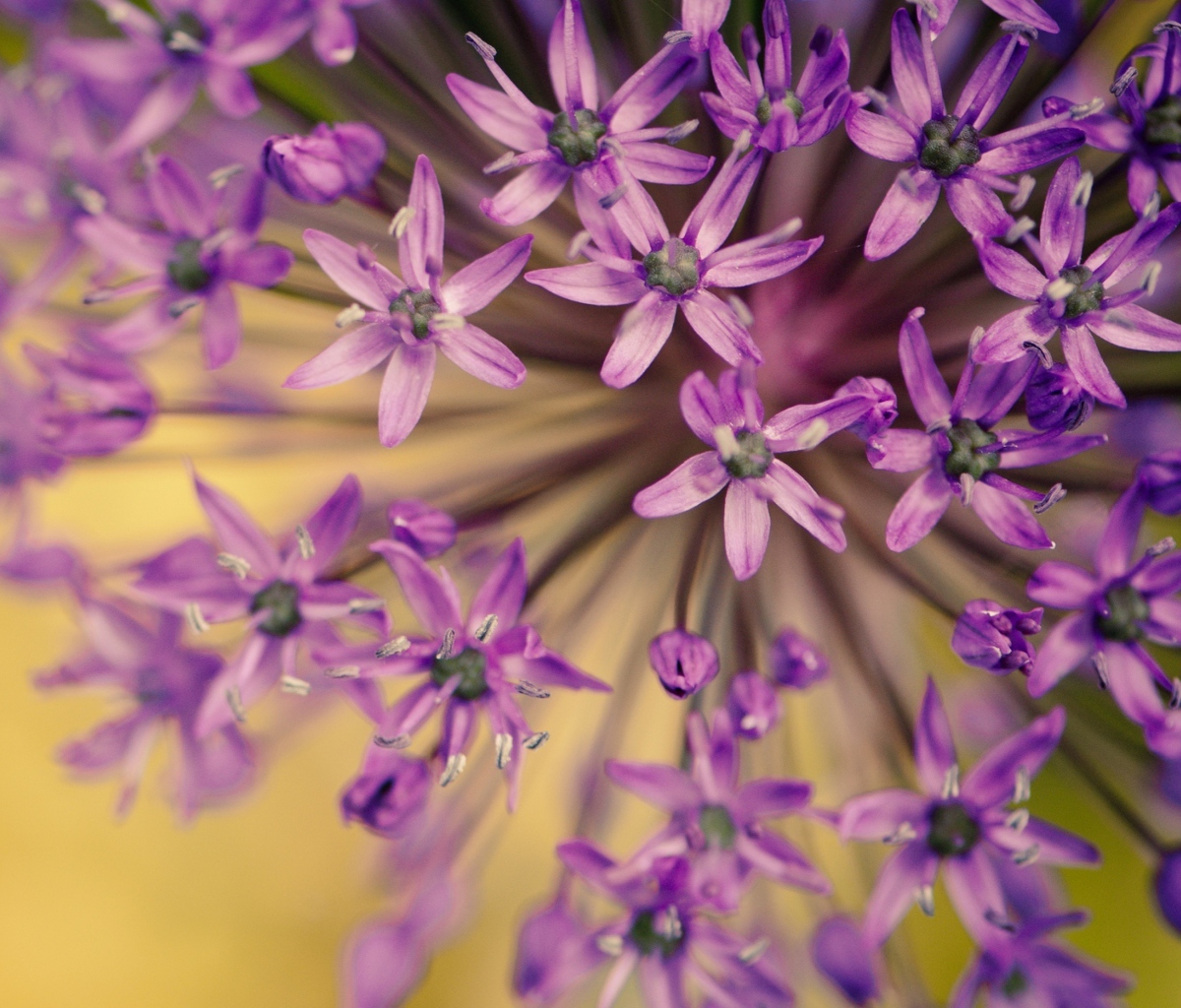 Sfondi Purple Flowers Bouquet 1200x1024
