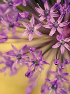 Screenshot №1 pro téma Purple Flowers Bouquet 240x320