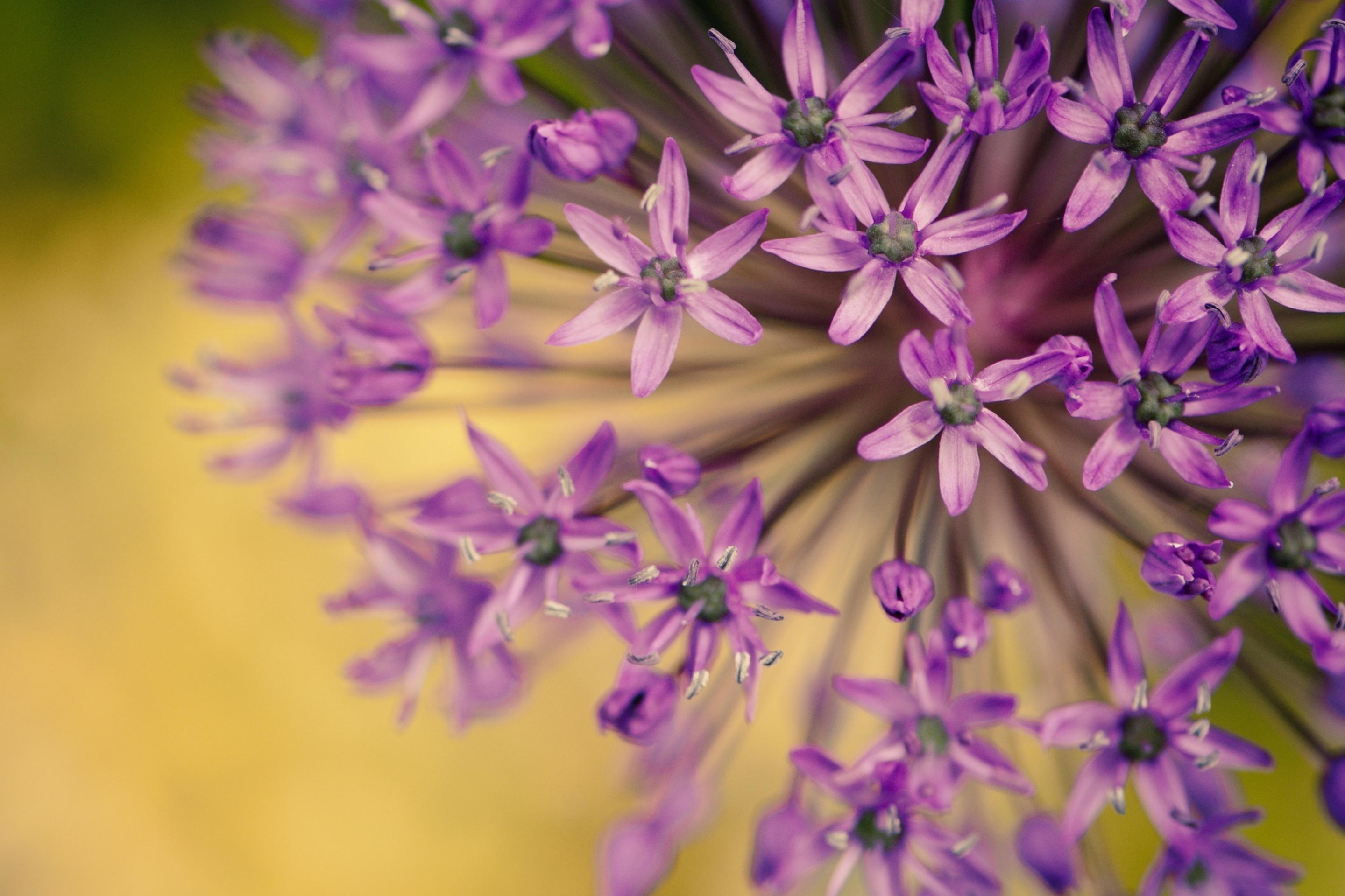 Screenshot №1 pro téma Purple Flowers Bouquet 2880x1920