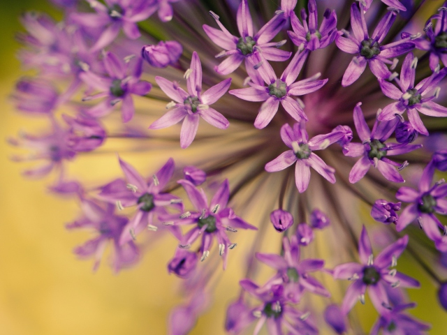 Обои Purple Flowers Bouquet 640x480