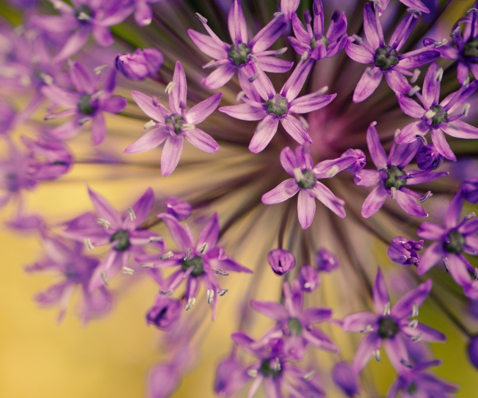 Purple Flowers Bouquet screenshot #1 960x800