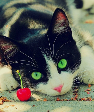 Cat And Cherrie - Obrázkek zdarma pro iPhone 4S