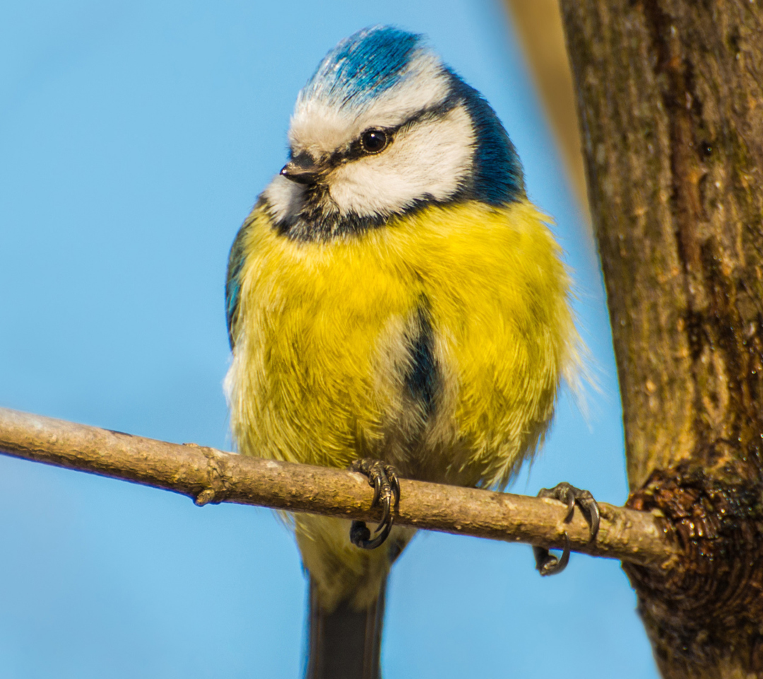 Обои Yellow Bird With Blue Head 1080x960