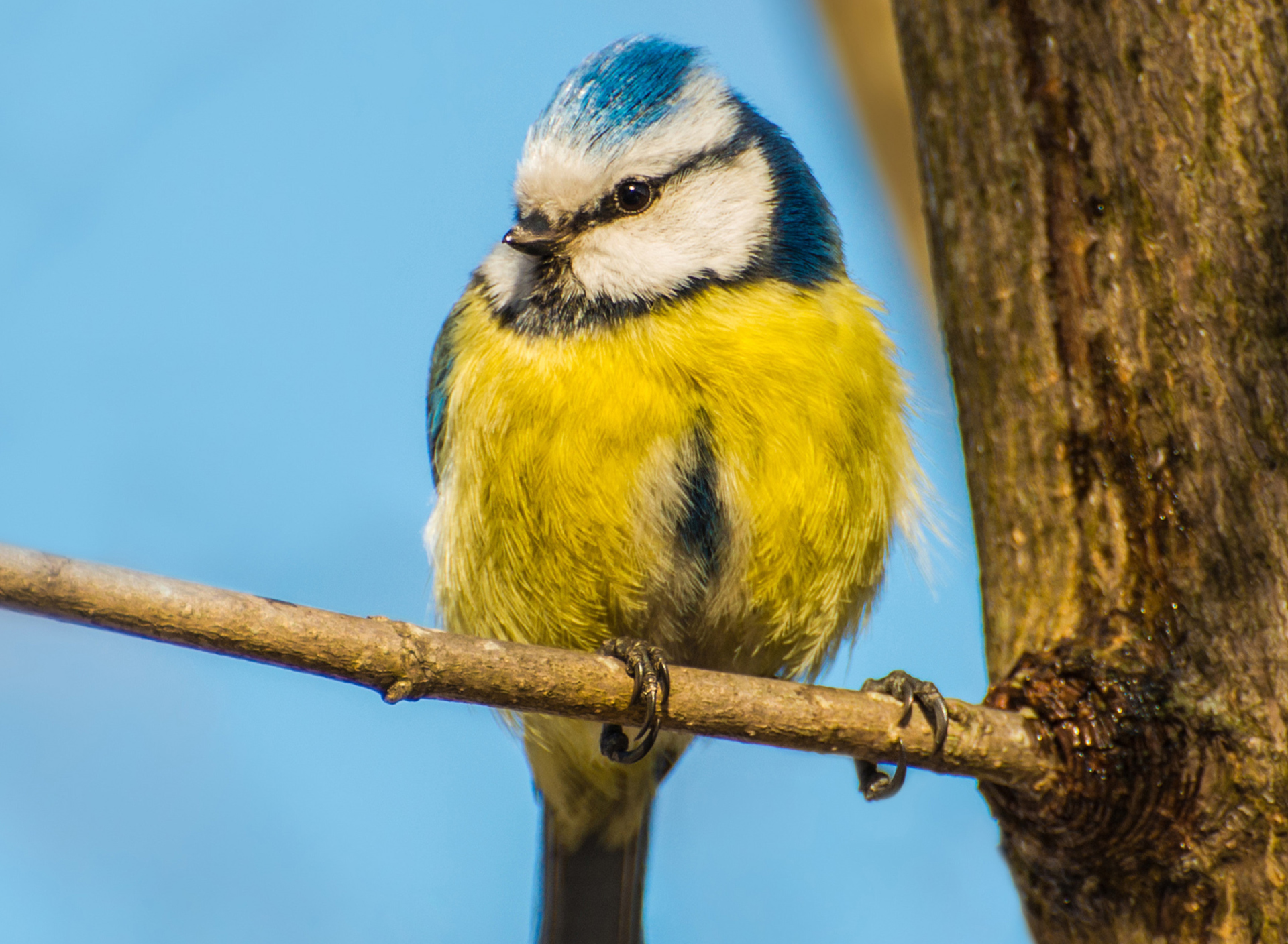 Yellow Bird With Blue Head screenshot #1 1920x1408