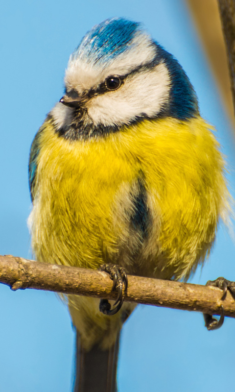 Screenshot №1 pro téma Yellow Bird With Blue Head 480x800