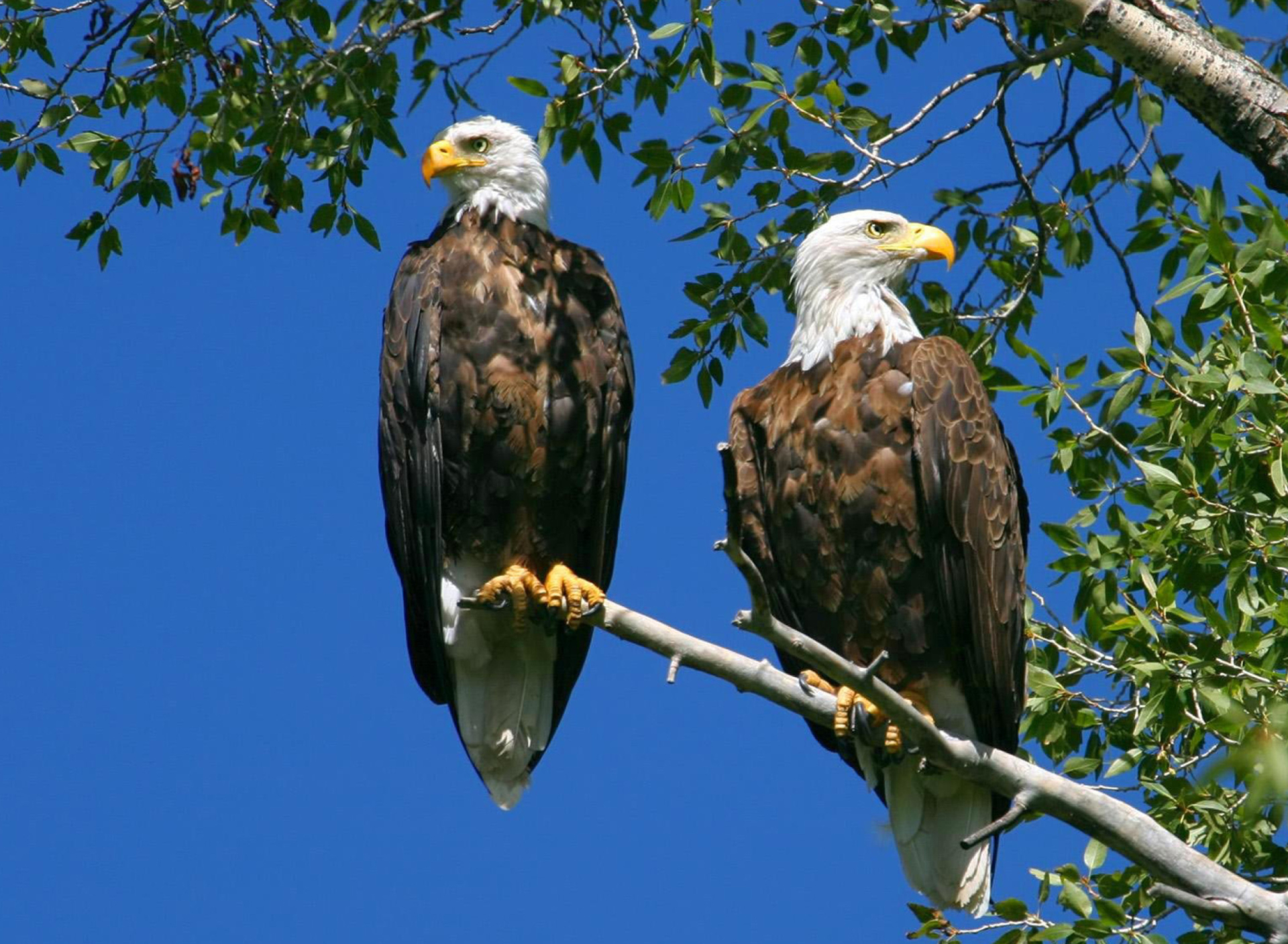 Screenshot №1 pro téma Bald Eagle 1920x1408