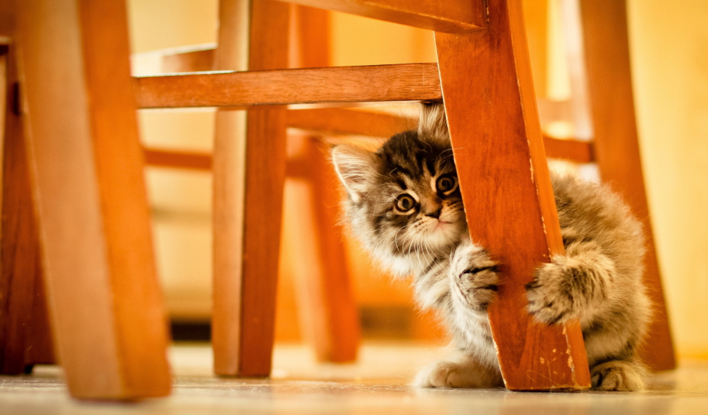Обои Kitten Hiding Behind Chair Leg 1024x600