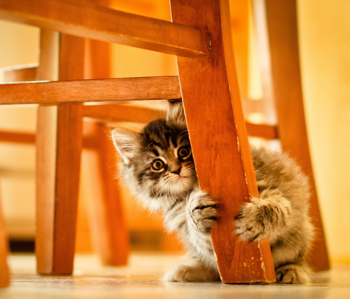 Das Kitten Hiding Behind Chair Leg Wallpaper 1200x1024