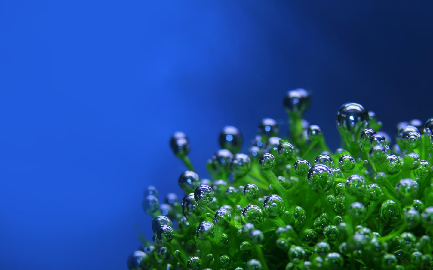 Screenshot №1 pro téma Aquatic Plants 1440x900