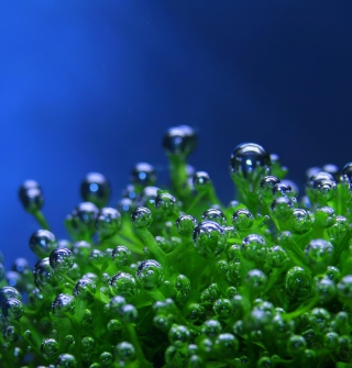 Aquatic Plants sfondi gratuiti per iPad mini 2
