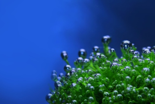Aquatic Plants - Obrázkek zdarma pro Samsung B7510 Galaxy Pro