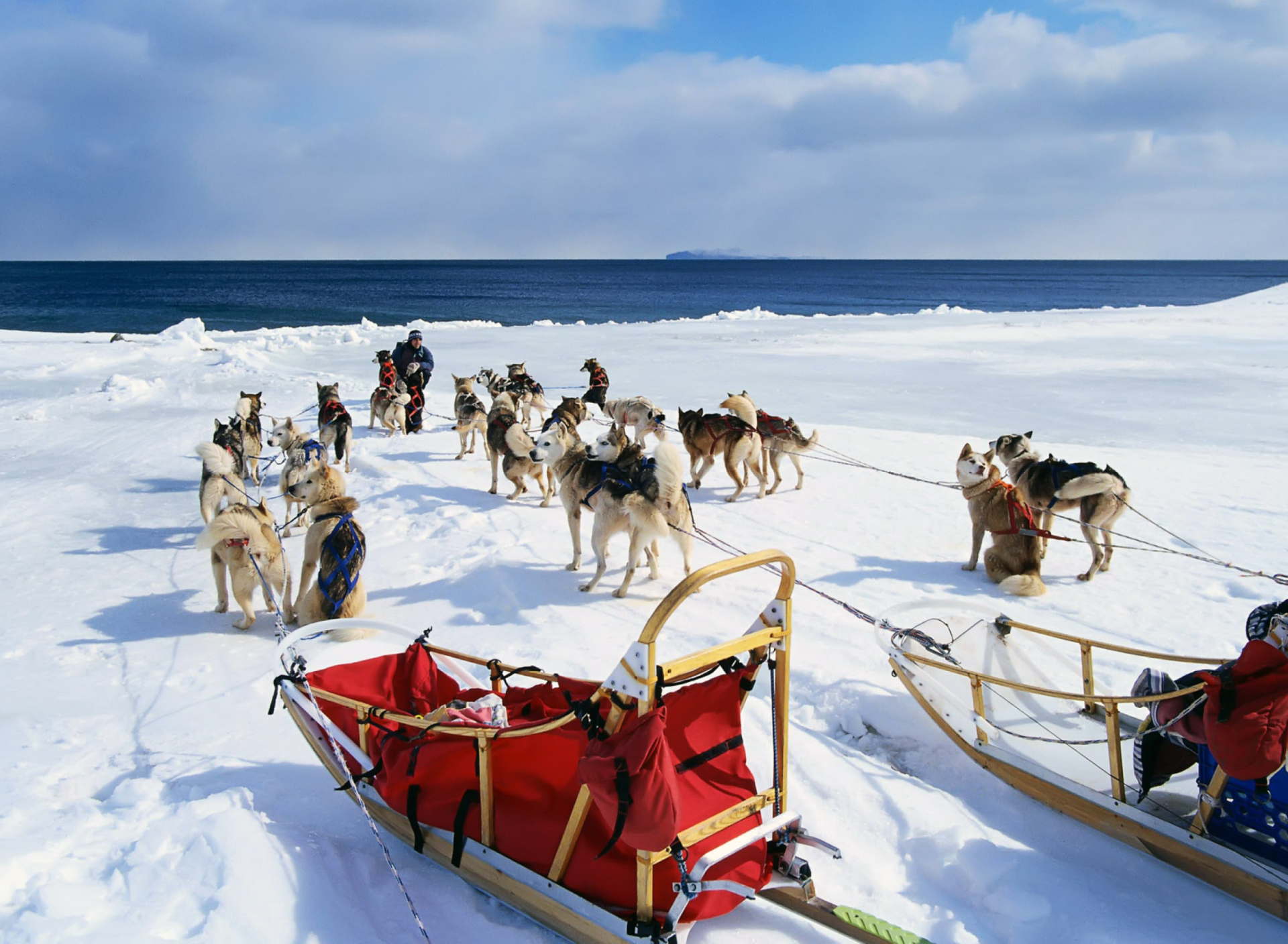 Das Alaska Dog Sleds Wallpaper 1920x1408