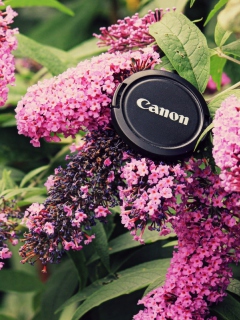 Canon Cap wallpaper 240x320