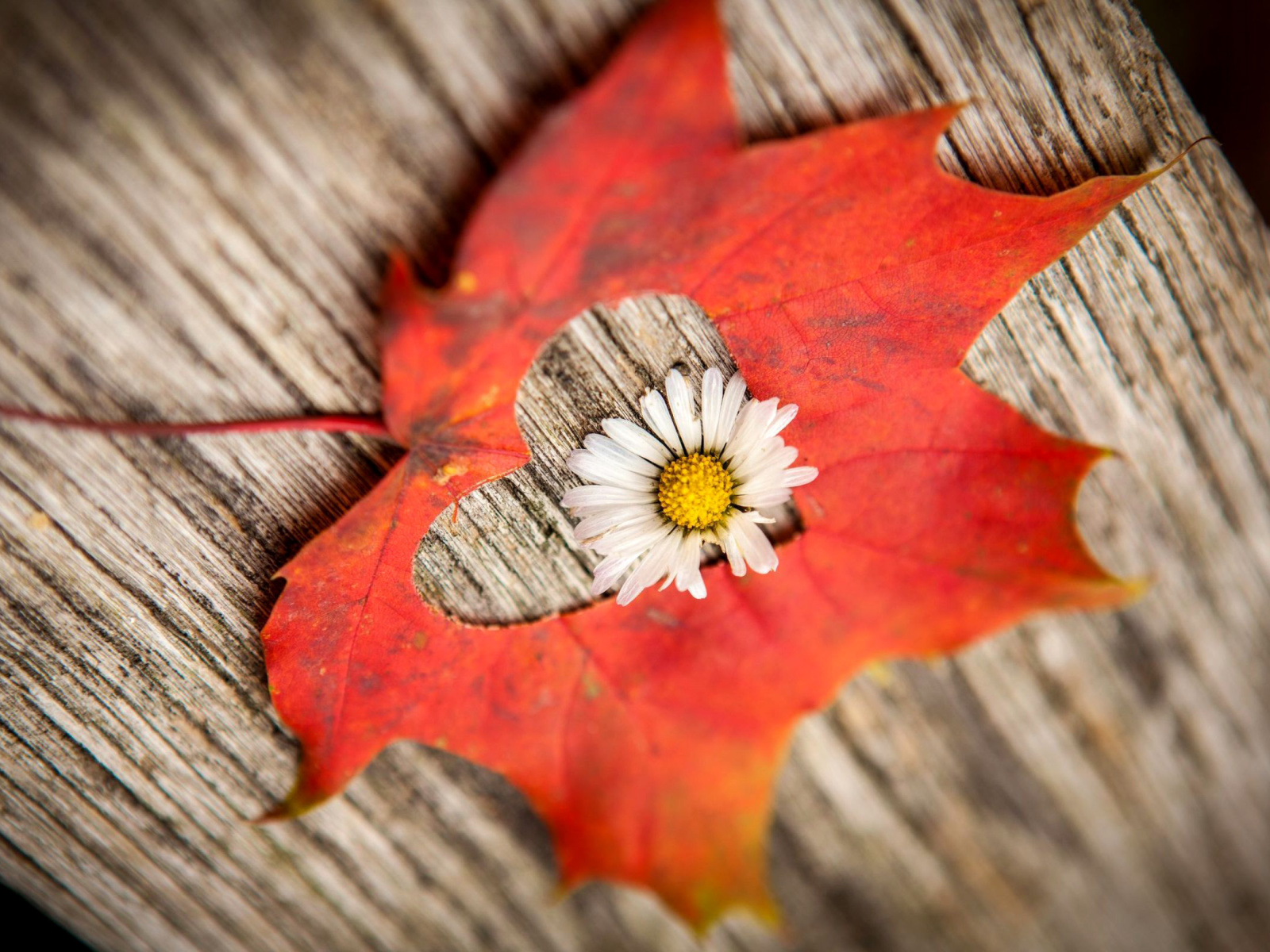 Обои Macro Leaf and Flower 1600x1200