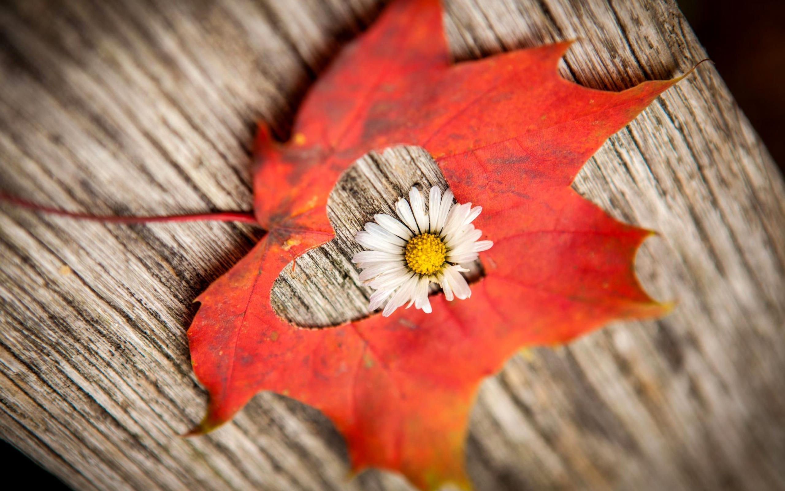 Обои Macro Leaf and Flower 2560x1600