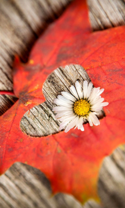 Обои Macro Leaf and Flower 480x800