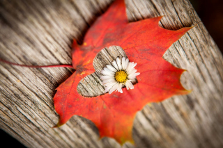 Macro Leaf and Flower - Fondos de pantalla gratis 