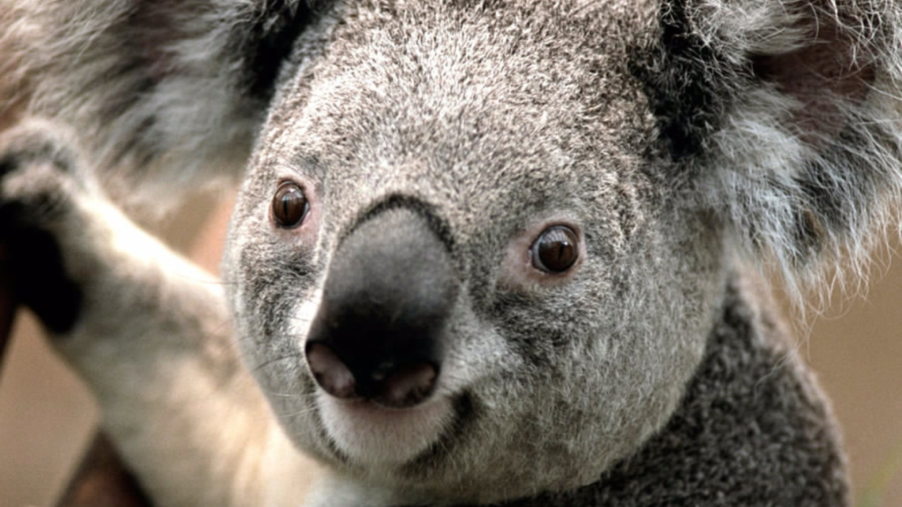 Screenshot №1 pro téma Koala by J. R. A. K. 1280x720