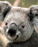 Screenshot №1 pro téma Koala by J. R. A. K. 128x160