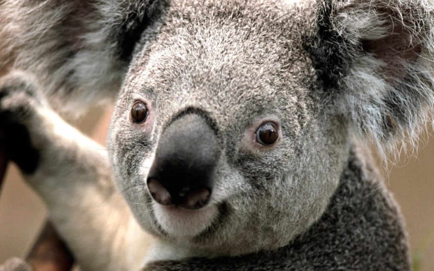 Fondo de pantalla Koala by J. R. A. K. 1440x900