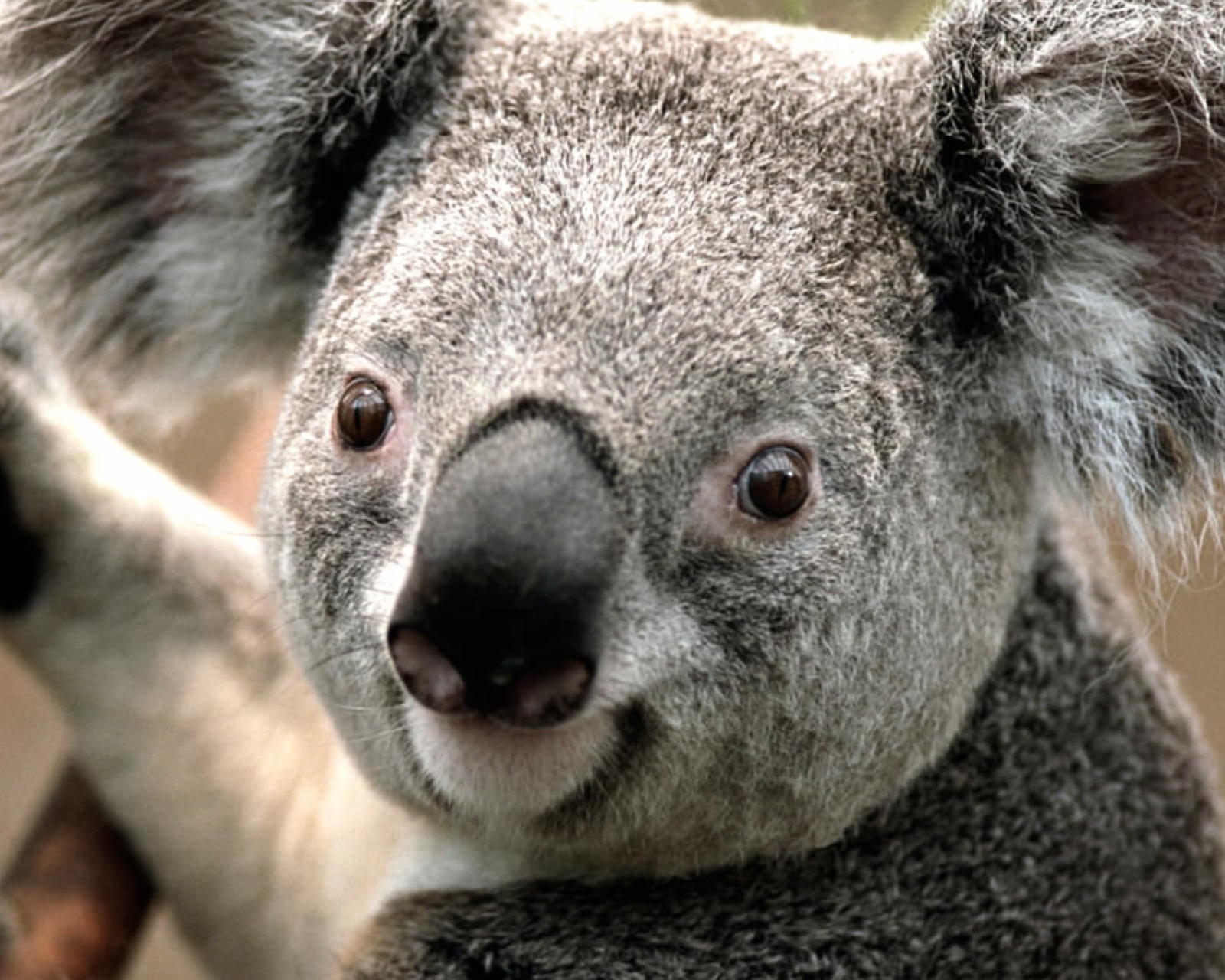 Screenshot №1 pro téma Koala by J. R. A. K. 1600x1280