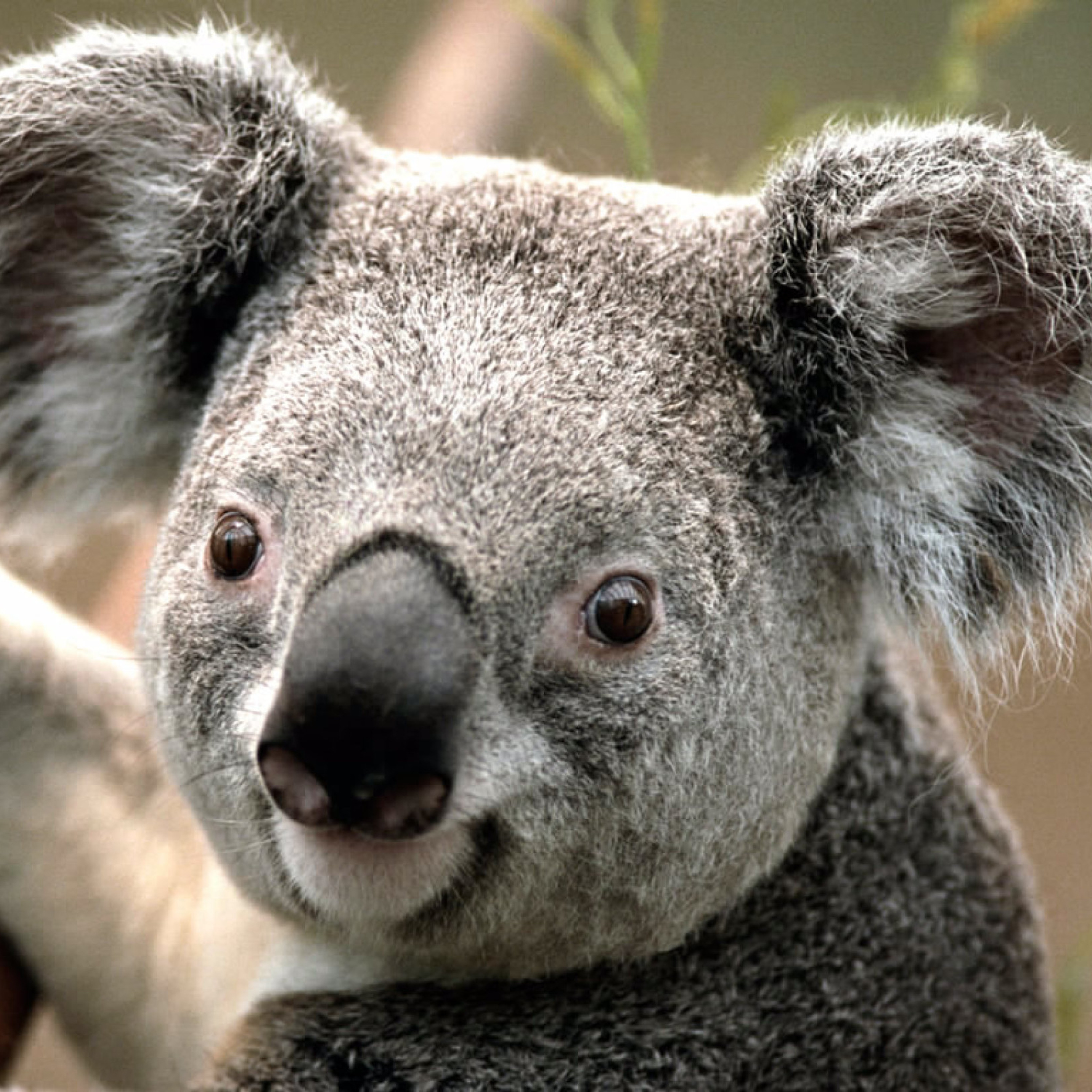Fondo de pantalla Koala by J. R. A. K. 2048x2048
