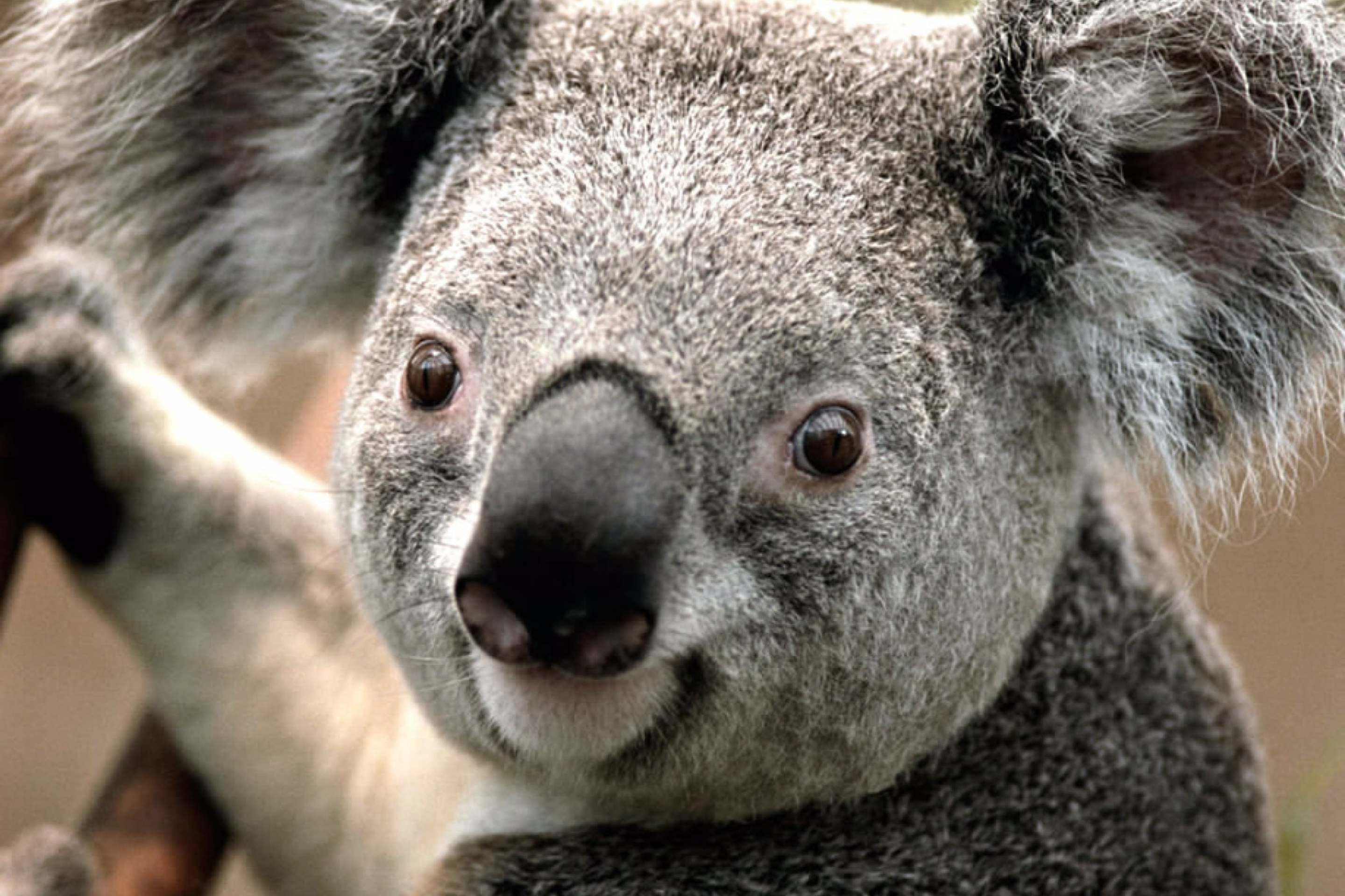 Fondo de pantalla Koala by J. R. A. K. 2880x1920