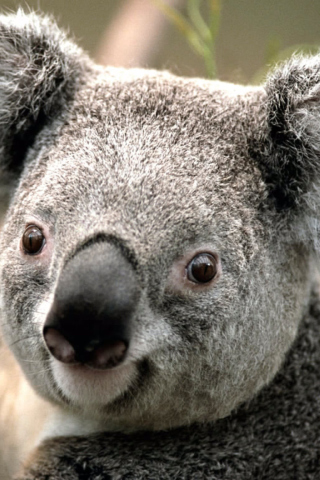 Das Koala by J. R. A. K. Wallpaper 320x480