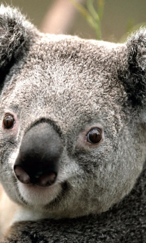 Fondo de pantalla Koala by J. R. A. K. 480x800