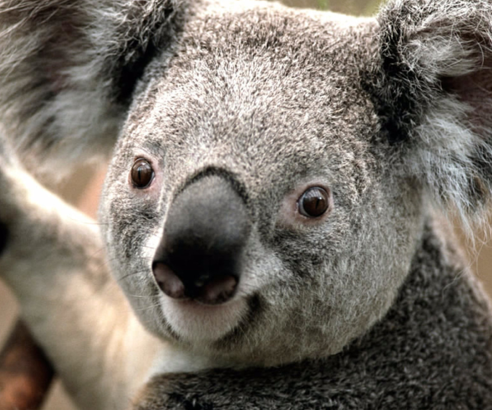 Screenshot №1 pro téma Koala by J. R. A. K. 960x800