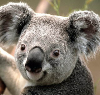 Koala by J. R. A. K. - Obrázkek zdarma pro 1024x1024