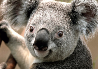 Free Koala by J. R. A. K. Picture for Android, iPhone and iPad
