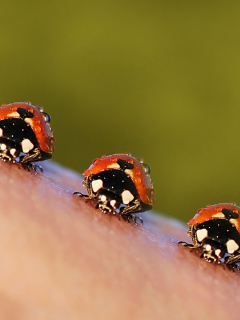 Ladybugs screenshot #1 240x320