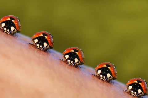 Ladybugs wallpaper 480x320