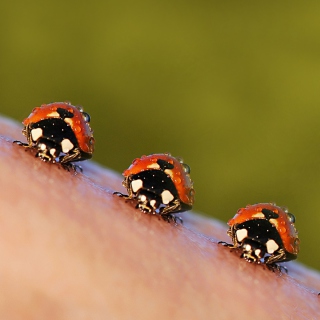 Ladybugs - Obrázkek zdarma pro 208x208