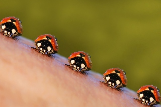 Ladybugs - Obrázkek zdarma pro 1366x768