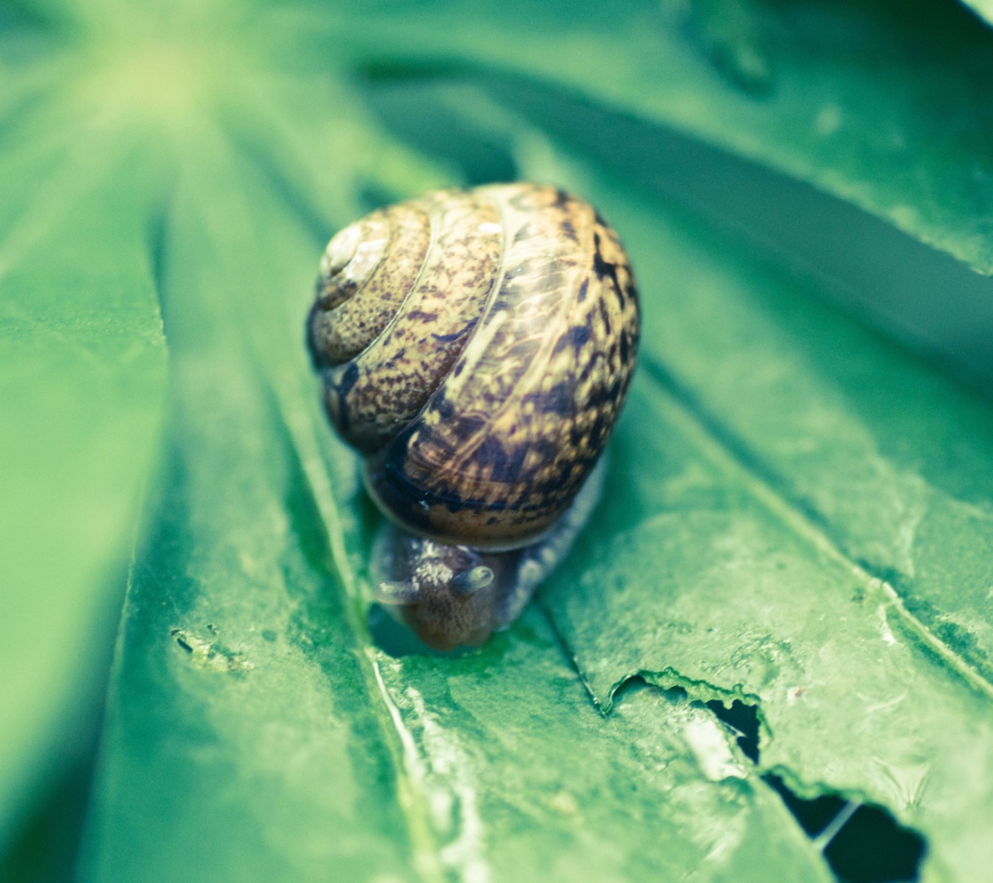 Das Snail On Plant Wallpaper 1440x1280