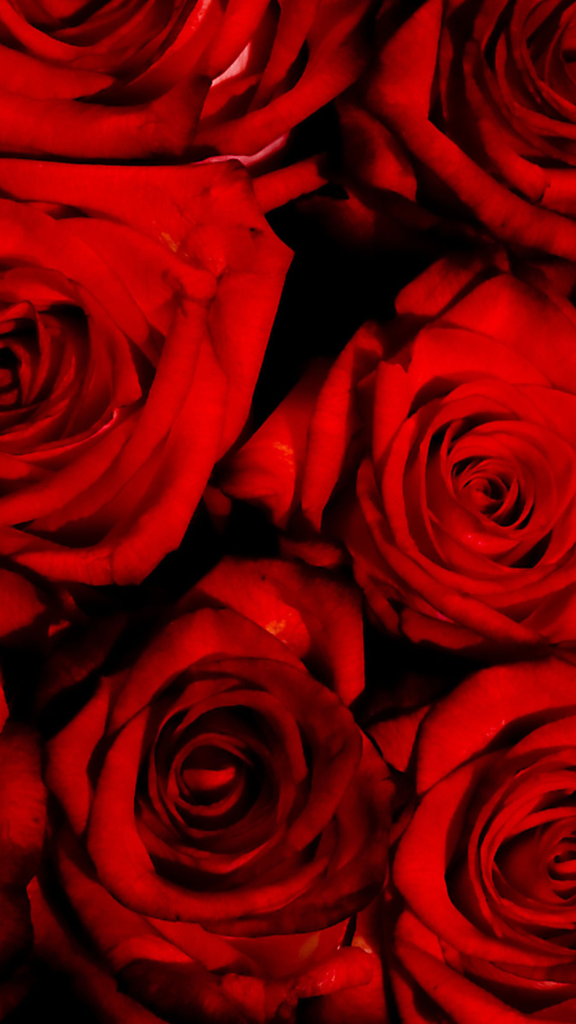 Fondo de pantalla Red Flowers Of Love 640x1136